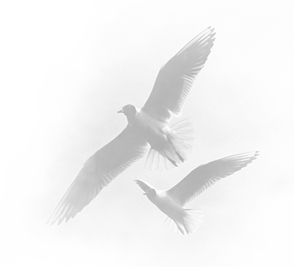 Image of birds flying.